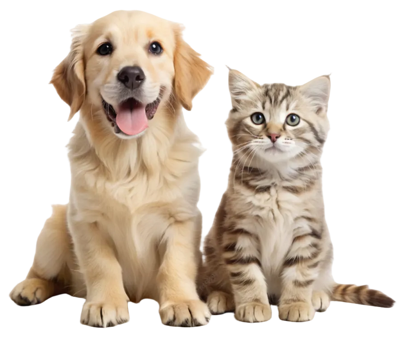 Dog and Cat - Background Removed